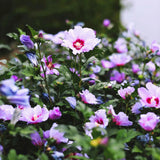 Live Purple Rose Of Sharon Shrub, 6-10 Inch Althea Hibiscus Flower Plant