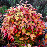 Live Nandina Ornamental Shrub In Pot, 6-9 Inch Hardy Garden Bush Plant