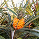 Live Sugarloaf Tropical Fruit Plant, 5-8 Inch Starter For Patio Planter