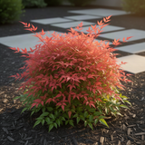 Live Nandina Ornamental Shrub In Pot, 6-9 Inch Hardy Garden Bush Plant