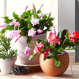 2 Live Mixed Christmas Cactus Plants, 3-6 Inch Houseplant Gift For Home