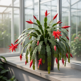 Spring Easter Cactus, Live Blooming Houseplant, 4-7 Inches For Indoors