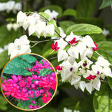 2 Live Clerodendrum Plants, Assorted Bleeding Heart Flowering Vine Set