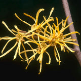 Live Yellow Witch Hazel Flowering Shrub Tree, 6-12 Inches Tall, Quart Pot