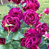 Live Reblooming Garden Rose Bush, Fragrant Flower Plant, Bare Root, 5-9 In