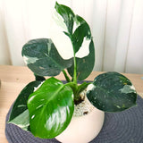 Live White Princess Philodendron Plant, Variegated Houseplant, 5-8 Inch