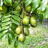 Live June Plum Fruit Tree, 2-3 Ft Tall, Well Rooted In One Gallon Container