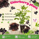 2 Live Black Elderberry Plants, 6-12 Inch Perennial Shrubs For Growing