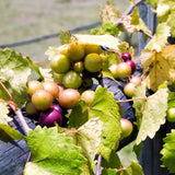 Live Muscadine Grape Vine, 4-7 Inch Plant For Full-Sun Backyard Orchard
