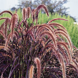 2 Live Red Purple Fountain Grass Plants, 5-9 Inch Tall Ornamental Grass