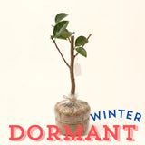 2 Live Hydrangea Starter Trees, Random Blooms, 5-9 Inches Tall, No Pot