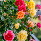 2 Live Climbing Rose Plants, Striped And Red Orange, Reblooming Bushes