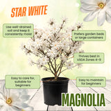 Live Star Magnolia Flower Tree, 6-12 Inches Tall In 2.5-Inch Nursery Pot