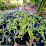 Green Vanilla Vine Live Plant, 3-7 Inches, For Outdoor Flower Garden Spaces