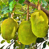 Live Jackfruit Fruit Tree Plant, 2-3 Ft Tall, For Tropical Outdoor Gardens