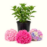 Live Hydrangea Shrub, Pink To Blue-Purple Blooms, 5-9 Inches Tall Plant
