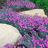 4 Live Red Dianthus Plants, Perennial Flowers For Outdoor Garden Planting