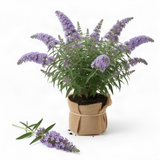 Buddleia Live Starter Shrub, Light Blue Butterfly Bush, 4 To 6 Inches Tall