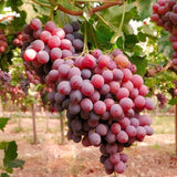2 Live Red Muscadine Grape Vines, 5-8 Inch Plants For Outdoor Planting