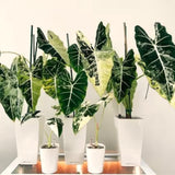 2 Live Variegated Philodendron Plants, Easy-Care Houseplants, 5-7 In Tall
