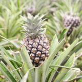 3 Live White Jade Pineapple Plants, Well-Rooted Fruit, 5-8 Inches Tall