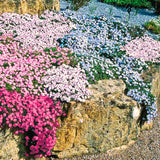 3 Live Creeping Phlox Plants, Mixed Flowers, 4-7 Inch Landscaping Starts