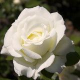 Live White Rose Starter Plant, 5-10 Inch Heirloom Flowering Bush, No Pot