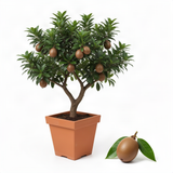 Live Sapodilla Fruit Tree, 6-10 Inches Tall, Well Rooted, Half Gallon Pot