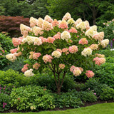 Light Lime Hydrangea Tree, Live Flowering Shrub Plant, 6-12 Inches Tall