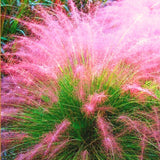 2 Pink Muhly Grass Live Plants, 5-9 Inch Perennial Ornamentals For Gardens