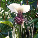 Live White Tacca Houseplant In 4 Inch Pot, Rare Indoor Flowering Plant