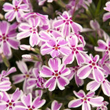 2 Live Pink Creeping Phlox Plants, Flower Ground Cover, 4-8 Inches Tall