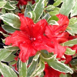 2 Live Silver Azalea Plants, Perennial Flower Shrubs, 5-10 Inches In Height