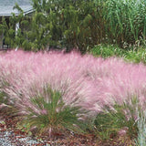 2 Live Pink Muhly Grass Plants, 5-9 Inch Tall For Indoor Outdoor Planting