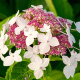 White Hydrangea Live Plant, 5-11 Inch Starter Flower Shrub For Gardens