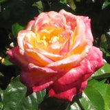 Live Love Rose Bush Starter Plant, 7-10 Inch Tall, Orange Double Blooms