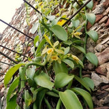 Vanilla Bean Plant, Live Green Vine In Half Gallon Pot For Indoor Garden