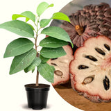 Live Random Sugar Apple Fruit Tree, 2-3 Ft Tall In Gallon Pot For Patios