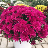 2 Purple Chrysanthemum Live Plants, Late Fall Flowering, 5 To 7 Inches Tall