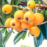 Live Loquat Fruit Tree In Gallon Pot, Hardy Plant For Garden, 2-3 Ft Tall