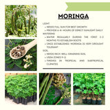 Live Moringa Oleifera Tree In 4 Inch Pot, Hardy Tropical Perennial Herb