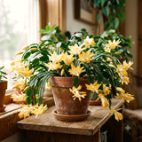 Yellow Christmas Cactus Live Plant, 4-7 Inches, Indoor Home Decoration