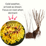 10 Live Yellow Witch Hazel Shrubs, Bare Root Plants For Outdoor Landscapes