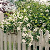 Live Mock Orange Tree, White Flowering Fragrant Philadelphus Shrub Plant