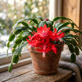 Red Christmas Cactus Live Plants, 4-7 Inches, Indoor Hanging Home Decor