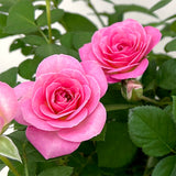 Live Pink Rose Bush, 5-8 Inch Heirloom Shrub For Containers And Borders