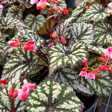 3 Live Begonia Maculata Plants, Angel Wing Polka Dot, 5-9 Inch Tall, Indoor