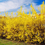 2 Live Forsythia Shrubs, 6-10 Inches Tall, Yellow Flowers, 4-Inch Pots