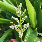 3 Live Ginger Flower Plants, Galangal, 4-7 Inches Tall, Ready To Plant