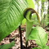 5 Live Jack In The Pulpit Bulbs, Indoor Outdoor Woodland Garden Planting